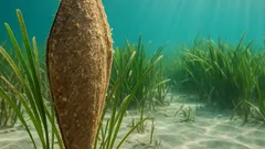 Nove specie in stato critico nel Mediterraneo: i numeri che spiegano perché stanno sparendo