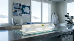 Antartide: trovato polline fossile sotto 2 km di ghiaccio, e cambia la storia del continente