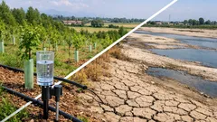 Più alberi, meno acqua? Cosa cambia davvero nel ciclo idrologico con la riforestazione