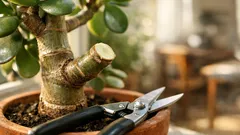 Quando potare la pianta di giada: periodo migliore e segnali da non ignorare