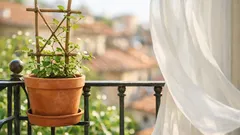 Gelsomino in vaso: come coltivarlo sul balcone e farlo fiorire profumatissimo