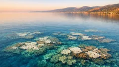 Perché il mare calmo può far sbiancare i coralli: il ruolo del vento spiegato semplice