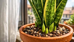 Come far fare polloni alla lingua della suocera: le mosse che funzionano davvero