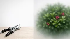 Eugenia (Syzygium paniculatum): come creare una siepe sempreverde fitta e ordinata