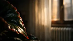 Dove mettere la begonia in casa: luce, temperatura e trucchi per farla durare